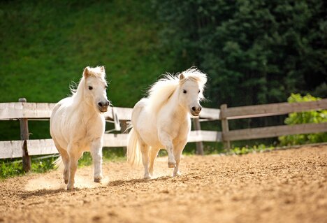 Unsere Ponys