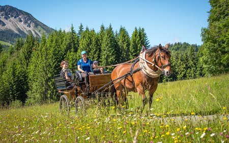 Eine Kutsche zieht von einem Pferd über eine Blumenwiese in den Bergen.
