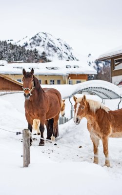 Pferde im Schnee im Hintergrund das Hotel.